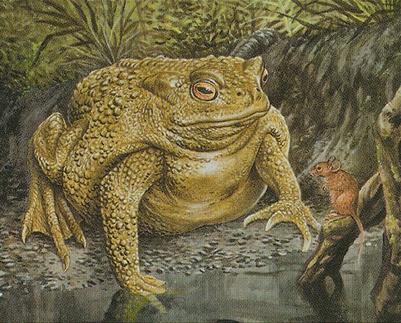 Bloated Toad