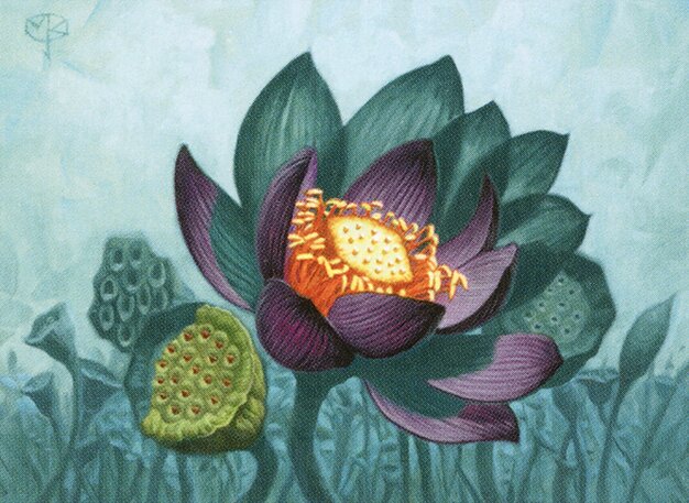 Lotus Bloom