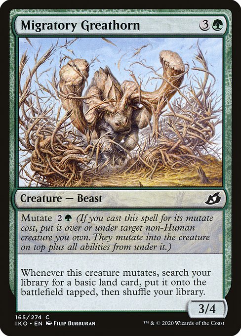 Migratory Greathorn (Common)