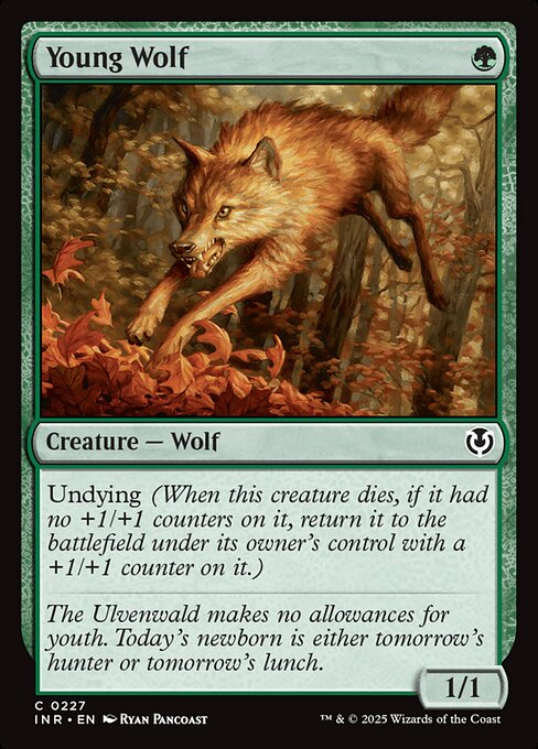 Young Wolf (Common)