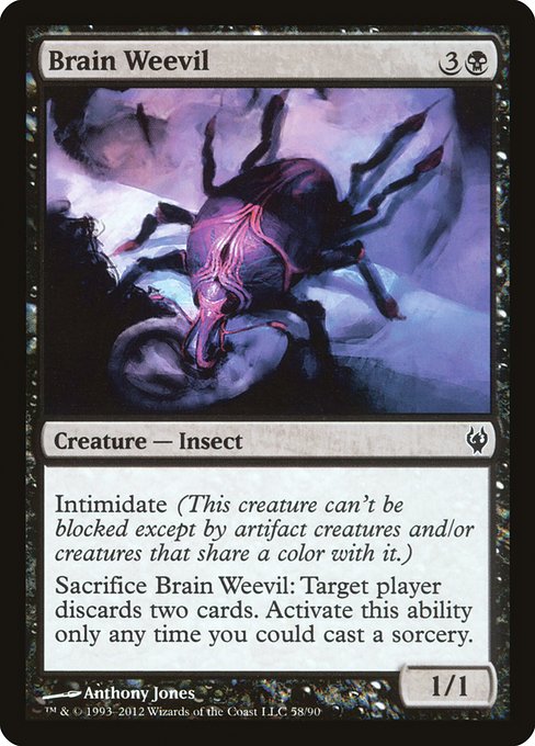 Brain Weevil (Common)