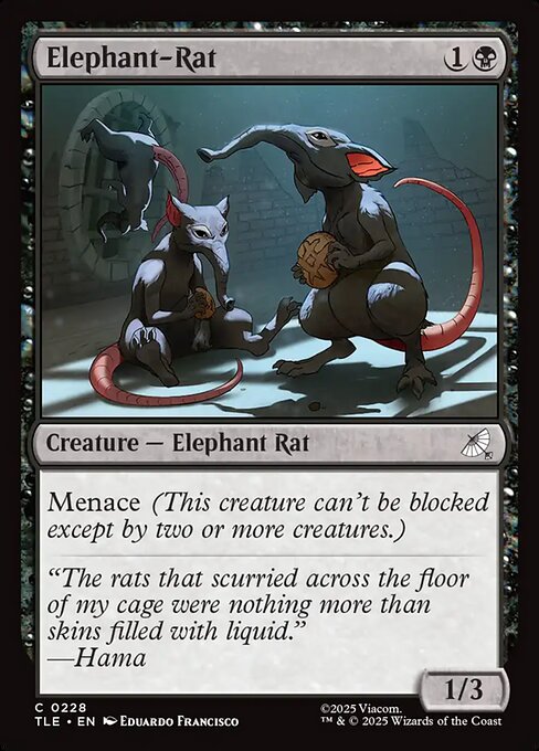 Elephant-Rat (Common)