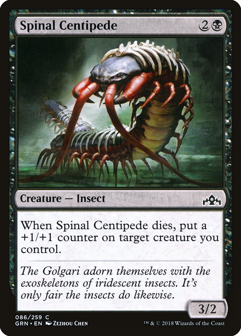 Spinal Centipede (Common)