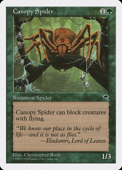 Canopy Spider (Common)